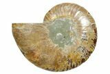 Cut & Polished Ammonite Fossil (Half) - Madagascar #349044-1